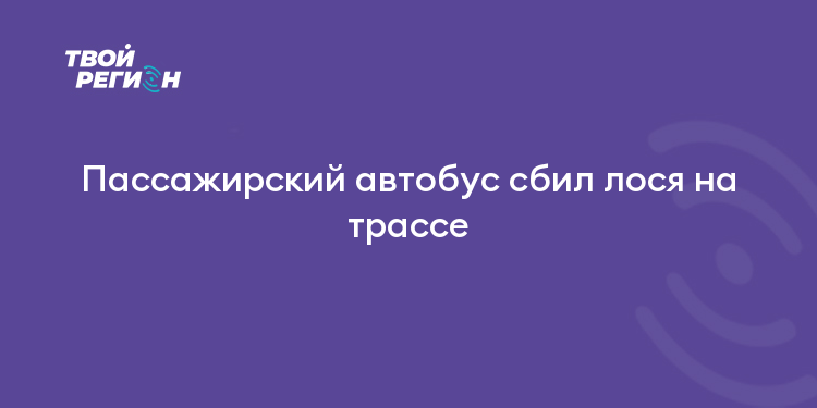 Пассажирский автобус сбил лося на трассе