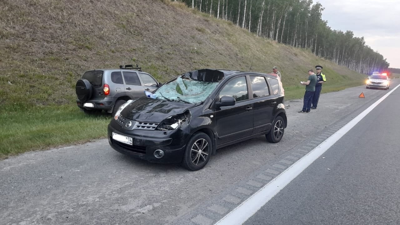 Под Чебаркулем автомобиль сбил лося