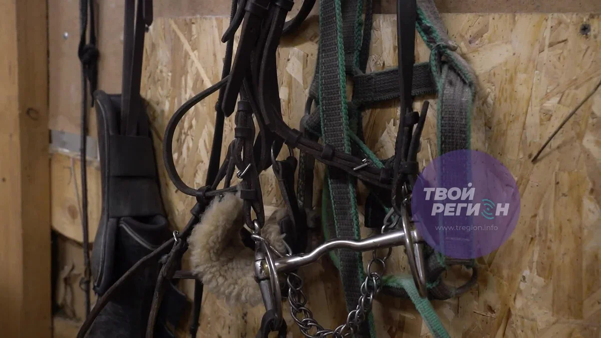 Показ фокусов и удивление маленьких зрителей: конные выступления в Златоусте!