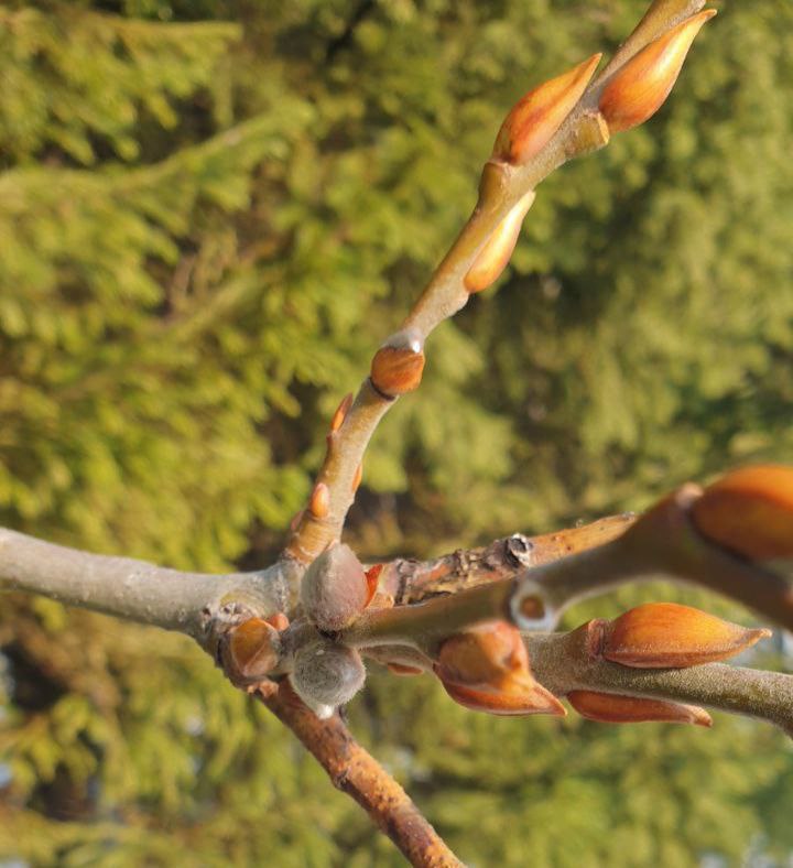 Цветение таганайской вербы: необычное явление в ноябре