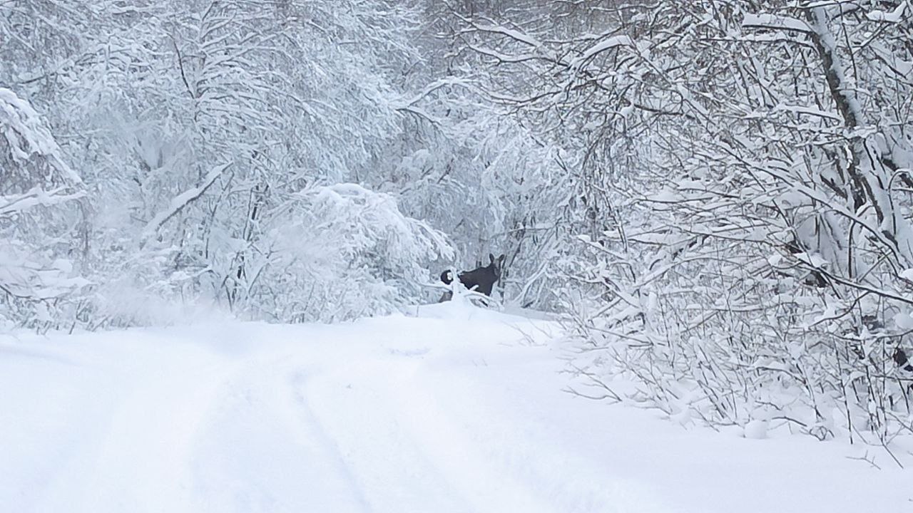 Обитатели Таганая вышли на тропу после снегоходов