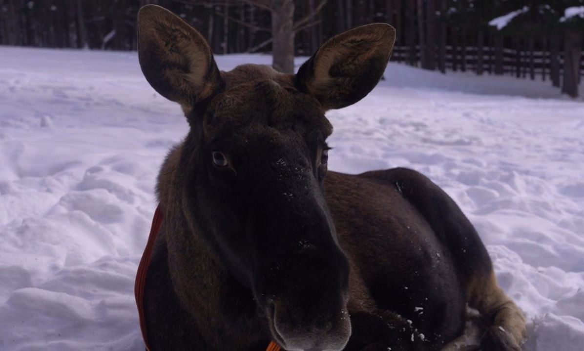 Чудеса Южного Урала: Дом Лося “Сохатка” – территория спасения и сближения