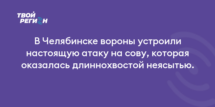 В Челябинске вороны устроили настоящую атаку на сову, которая оказалась длиннохвостой неясытью.