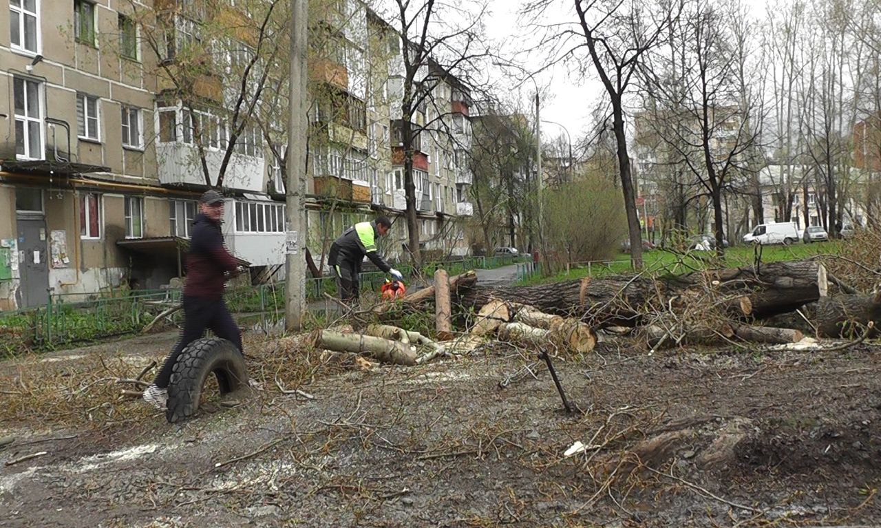 Безопасность граждан на первом месте: управляющая компания в Златоусте устранила опасное дерево