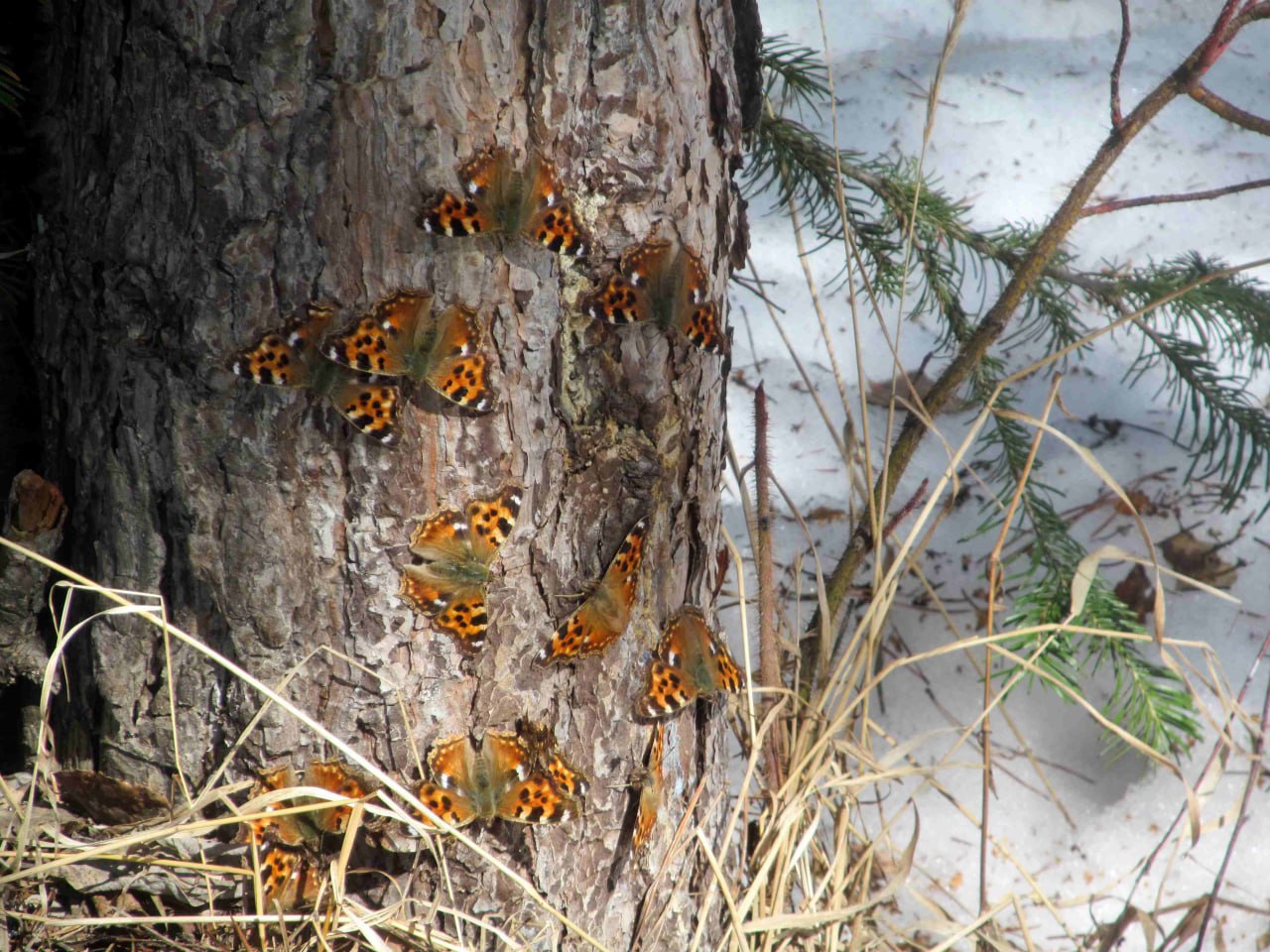 Весна на Таганае: рекорды природы и первые вестники тепла